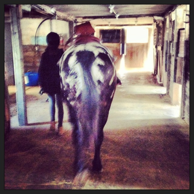 Monty at Horse Connection